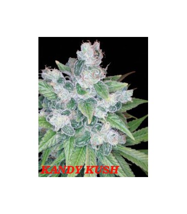 KANDY KUSH (6) 100% DNA