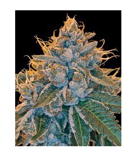 banco de semillas DNA GENETICS KOSHER KUSH