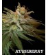 banco de semillas DNA GENETICS KUSHBERRY (6) 100% DNA