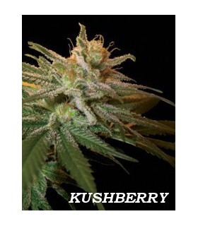 banco de semillas DNA GENETICS KUSHBERRY (6) 100% DNA
