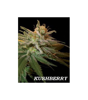 banco de semillas DNA GENETICS KUSHBERRY (6) 100% DNA