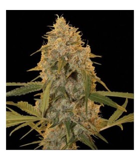 banco de semillas DNA GENETICS LA CHOCOLAT (6) 100% DNA