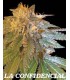 banco de semillas DNA GENETICS LA CONFIDENTIAL (6) 100% DNA