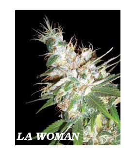 banco de semillas DNA GENETICS LA WOMAN (6) 100% DNA