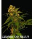 banco de semillas DNA GENETICS LEMON OG KUSH (6) 100% DNA