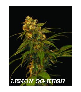 banco de semillas DNA GENETICS LEMON OG KUSH (6) 100% DNA