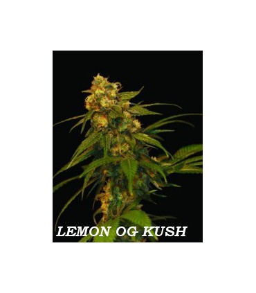 LEMON OG KUSH (6) 100% DNA