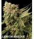 banco de semillas DNA GENETICS LEMON SKUNK (6) 100% DNA
