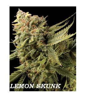 banco de semillas DNA GENETICS LEMON SKUNK (6) 100% DNA