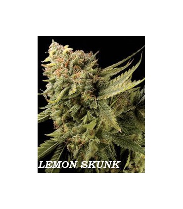 banco de semillas DNA GENETICS LEMON SKUNK (6) 100% DNA