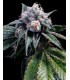 banco de semillas DNA GENETICS LEMON WALKER (6) 100% DNA GROW YOUR OWN