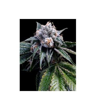 LEMON WALKER (6) 100% DNA GROW YOUR OWN