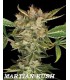 banco de semillas DNA GENETICS MARTIAN KUSH (6) 100% DNA