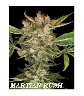 banco de semillas DNA GENETICS MARTIAN KUSH (6) 100% DNA