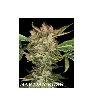 banco de semillas DNA GENETICS MARTIAN KUSH (6) 100% DNA