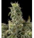 banco de semillas DNA GENETICS NICOLE KUSH(6) 100% DNA SPECIAL