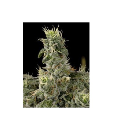 NICOLE KUSH(6) 100% DNA SPECIAL