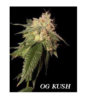 banco de semillas DNA GENETICS OG KUSH (6) 100% DNA