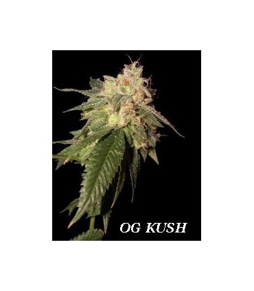 banco de semillas DNA GENETICS OG KUSH (6) 100% DNA