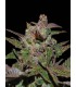 banco de semillas DNA GENETICS PURPLE OG 18 100% DNA