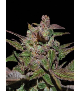 banco de semillas DNA GENETICS PURPLE OG 18 100% DNA