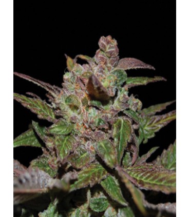 PURPLE OG #18 100% DNA