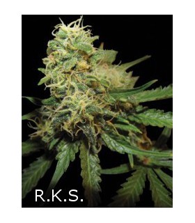 banco de semillas DNA GENETICS R.K.S (6) 100% DNA