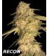 RECON (6) 100% DNA