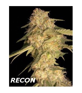 banco de semillas DNA GENETICS RECON (6) 100% DNA