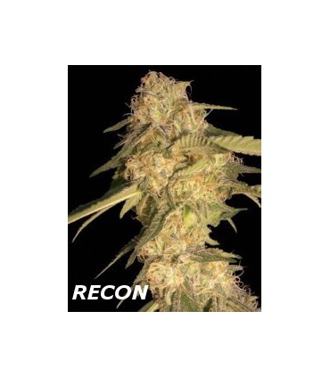 RECON (6) 100% DNA