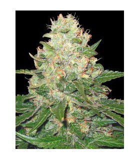 banco de semillas DNA GENETICS ROCKLOCK 100% DNA