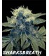 banco de semillas DNA GENETICS SHARKSBREATH'09 (6) 100% DNA