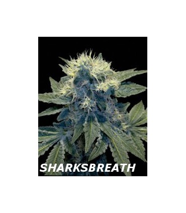 banco de semillas DNA GENETICS SHARKSBREATH'09 (6) 100% DNA