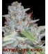 banco de semillas DNA GENETICS SHARKSBREATH'09 (6) 100% DNA