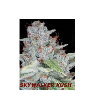 SKYWALKER KUSH (6) 100% DNA