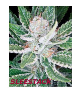 banco de semillas DNA GENETICS SLEETACK (6) 100% DNA