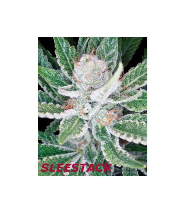 SLEETACK (6) 100% DNA