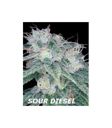 banco de semillas DNA GENETICS SOUR DIESEL (6) 100% DNA