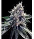 banco de semillas DNA GENETICS SOUR KOSHER (6) 100% DNA