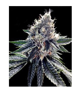 banco de semillas DNA GENETICS SOUR KOSHER (6) 100% DNA