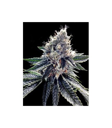 banco de semillas DNA GENETICS SOUR KOSHER (6) 100% DNA