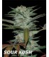 SOUR KUSH (6) 100% DNA