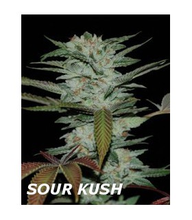 banco de semillas DNA GENETICS SOUR KUSH (6) 100% DNA
