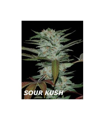 SOUR KUSH (6) 100% DNA