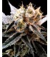 banco de semillas DNA GENETICS SOUR TANGIE (6) 100% DNA PRIVADA