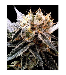 SOUR TANGIE (6) 100% DNA PRIVADA