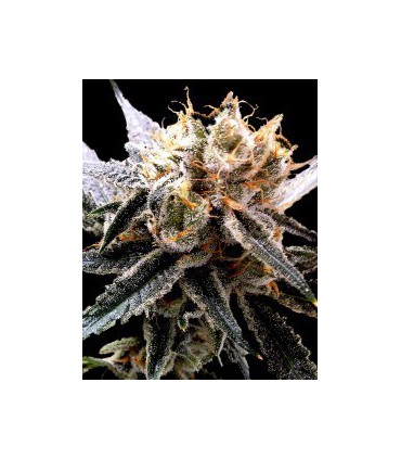 SOUR TANGIE (6) 100% DNA PRIVADA