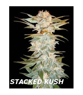 banco de semillas DNA GENETICS STACKED KUSH (6) 100% DNA