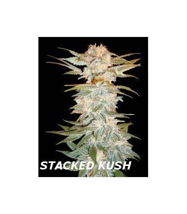 banco de semillas DNA GENETICS STACKED KUSH (6) 100% DNA