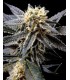 banco de semillas DNA GENETICS STRAWBERRY BANANA 100% DNA